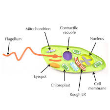 All euglena have chloroplasts and can make their own food by photosynthesis. Evt 052 Euglena Model