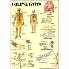 Use an identification key to classify the bones. Human Anatomy Charts Skeleton System Charts Manufacturer From New Delhi