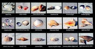 Shell Chart Common To Myrtle Beach In 2019 Myrtle Beach