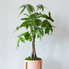 There are two main money plants, one is the star of this page: Money Tree Plants For Sale Free Shipping