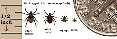 Ticks Critter Getter Pest Control And Wildlife Management