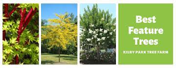 Evergreen Feature Trees