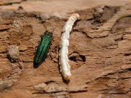 Treating Emerald Ash Borer In Guelph Baum Tree Care