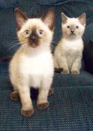Siamese Kitten Color