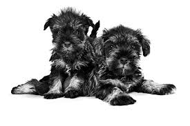 The dachshund originated in germany in the early 1600s. Miniature Schnauzer Dog Breed Specifics And Facts