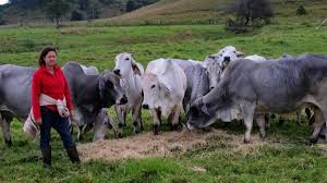 If joined to the right bull, their offspring are very good. Brahmans Hit The Mark At Kyogle The Land Nsw