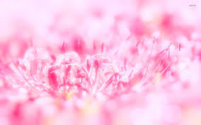 pink flower wallpaper 74 pictures