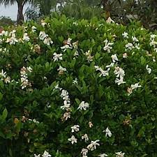Miami Supreme Gardenia Verdego