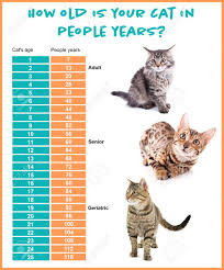 Pet Age Concept Comparison Chart Of Cat And Human Years On White