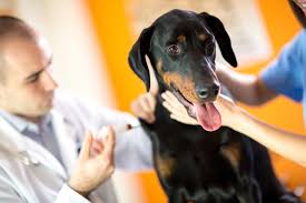 sebaceous cysts in dogs signs causes
