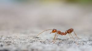 fire ant environmental factor
