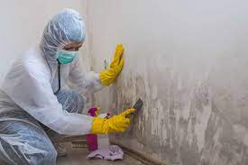 How Much Does Mold Removal Cost