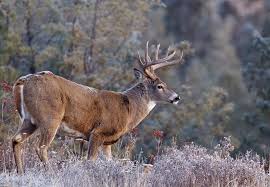 Also, bushes with berries can attract deer to your yard and will likely have to be completely removed from out of the ground if you want to keep them away. How To Attract Deer To Your Yard An Easy To Follow Guide For 2021
