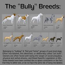 Bully Breeds I Love Bullies In Fact One Of My Dogs Is A
