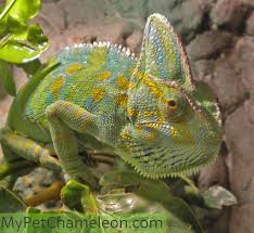 Why is our veiled chameleon getting so fat? Healthy Colors For Chameleons My Pet Chameleon