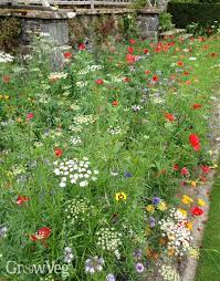 Growing Wildflowers For Bees And