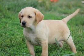 640 x 427 jpeg 33 кб. Akc Yellow Lab Puppies 8 Weeks Old For Sale In Royse City Texas Classified Americanlisted Com