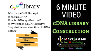 Cdna definition in english dictionary, cdna meaning, synonyms, see also 'cdn',cd',candy',cn'. Cdna Library Construction Steps And Advantages 6 Minutes Youtube