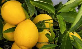 meyer lemon tree care it s sweeter