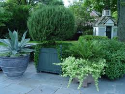 Growing Evergreens In Pots Deborah