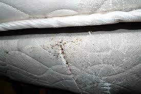 what causes bed bugs what to do now