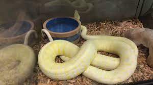 albino sunglow carpet pythons you