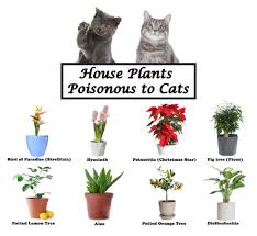 plants are poisonous to family pets