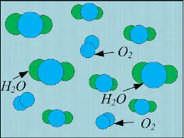 The O 2 Molecules Dissolved In Water