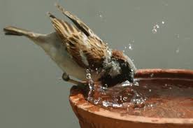 Image result for world sparrow day 2016 theme