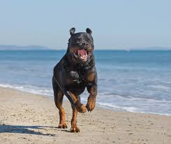 A very, very large dog, wide and hairy, like a cross between a rottweiler and a goodyear blimp. Rottweiler Pitbull Mix Breed Facts And Info Animal Corner