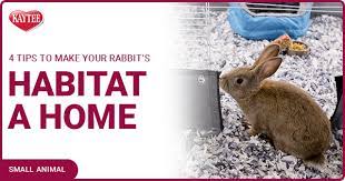 4 Tips To Make Your Rabbit S Habitat A