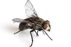 What Are Black Flies Simple Ways To
