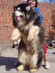 Fat dogs are happy dogs! Big Fat Fluffy Dog Breeds Off 57 Www Usushimd Com