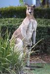 Résultat de recherche d'images pour "giant kangaroo australia"