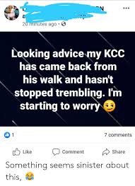 20 Minutes Ago Looking Advice My Kcc Has Came Back From His
