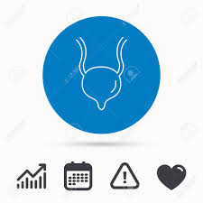 Urinary Bladder Icon Human Body Organ Sign Urology Health Symbol