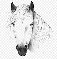 horse png horse clipart transpa