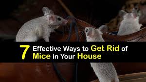 Smart Ways To Get Rid Of Mice In The House