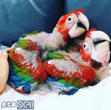parrot eggs manufacturers