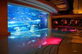 The 10 Best Biggest Aquariums In Las Vegas Ultimate Guide