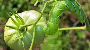 Tomato Plants To Find Sneaky Pests