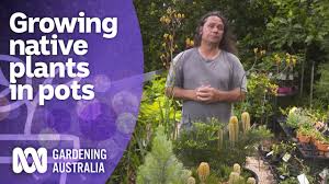australian native plants