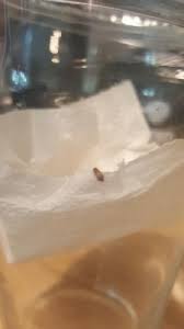 carpet beetle larva on toilet paper