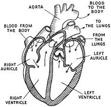 Heart Diagram Labeled Medical Anatomy Heart Heart_diagram_labeled