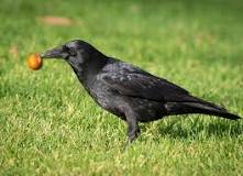 Do Americans eat crow?