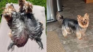 yorkshire terrier tail complete guide