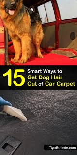 remove dog hair from car carpeting