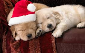 free cute little christmas puppies