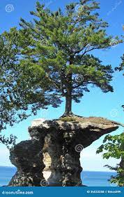 630 Tree Growing Out Rock Stock Photos - Free & Royalty-Free Stock Photos  from Dreamstime