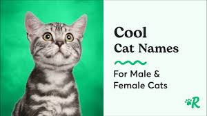 cool cat names for your unique female